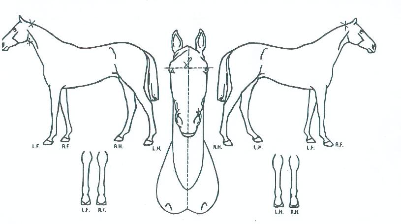 û¼ö¿©Á¦ÀÇ Ãø¸é,¿ì¸é,µÞ¸é,µÎ»ó,´Ù¸®ÀÇ Æ¯Â¡µµÇØ