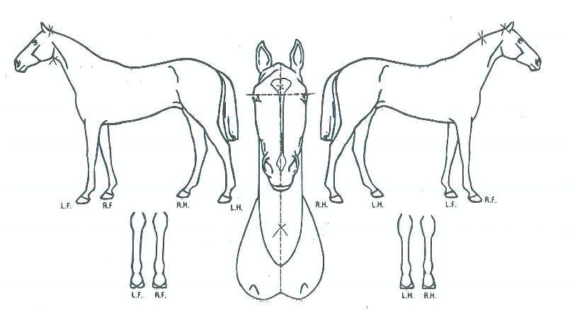 ÆÄƼŧ·¯ÄýÀÇ Ãø¸é,¿ì¸é,µÞ¸é,µÎ»ó,´Ù¸®ÀÇ Æ¯Â¡µµÇØ