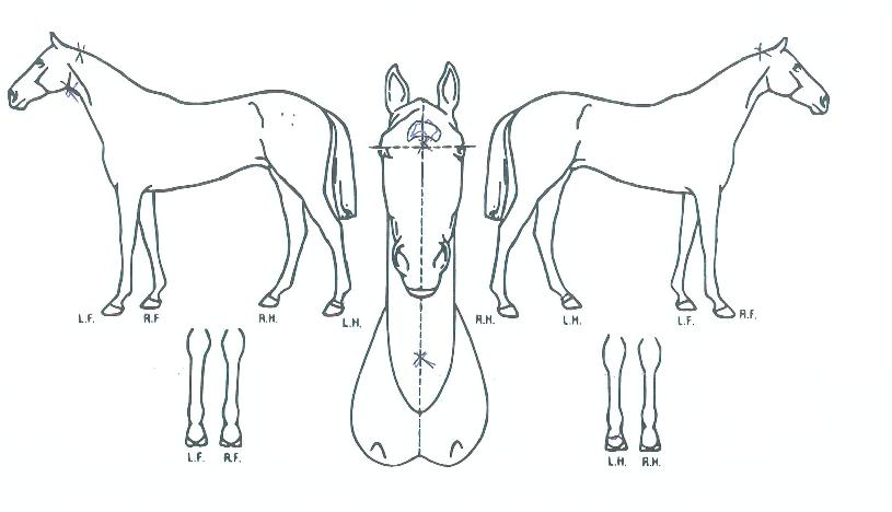 ºñ¹«·®ÀÇ Ãø¸é,¿ì¸é,µÞ¸é,µÎ»ó,´Ù¸®ÀÇ Æ¯Â¡µµÇØ