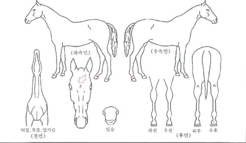 ¿£¸°ÀÇ Ãø¸é,¿ì¸é,µÞ¸é,µÎ»ó,´Ù¸®ÀÇ Æ¯Â¡µµÇØ