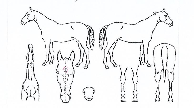 ¹Ì»çÀÏÄýÀÇ Ãø¸é,¿ì¸é,µÞ¸é,µÎ»ó,´Ù¸®ÀÇ Æ¯Â¡µµÇØ