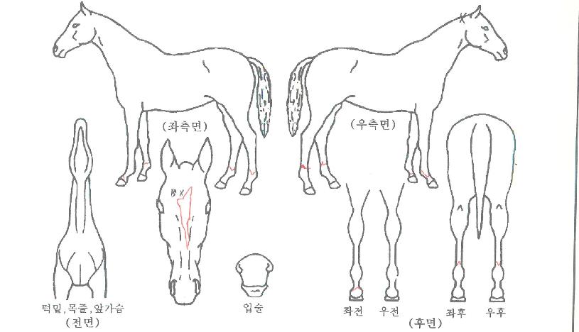 ¸®¹Ì´Ï·ÎÁîÀÚ¸¶ÀÇ Ãø¸é,¿ì¸é,µÞ¸é,µÎ»ó,´Ù¸®ÀÇ Æ¯Â¡µµÇØ