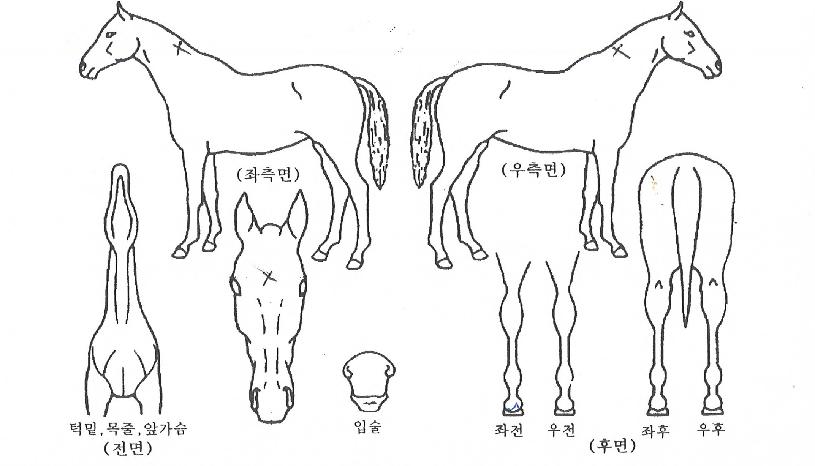 ¸¶À̸®´õÀÇ Ãø¸é,¿ì¸é,µÞ¸é,µÎ»ó,´Ù¸®ÀÇ Æ¯Â¡µµÇØ