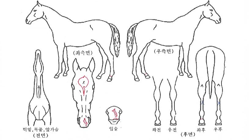 ¿ÂõÇÏÀÇ Ãø¸é,¿ì¸é,µÞ¸é,µÎ»ó,´Ù¸®ÀÇ Æ¯Â¡µµÇØ