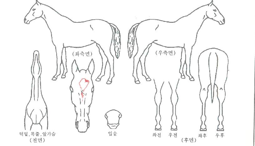 ¸¶ÇÏÀ¯´ÏÀÇ Ãø¸é,¿ì¸é,µÞ¸é,µÎ»ó,´Ù¸®ÀÇ Æ¯Â¡µµÇØ