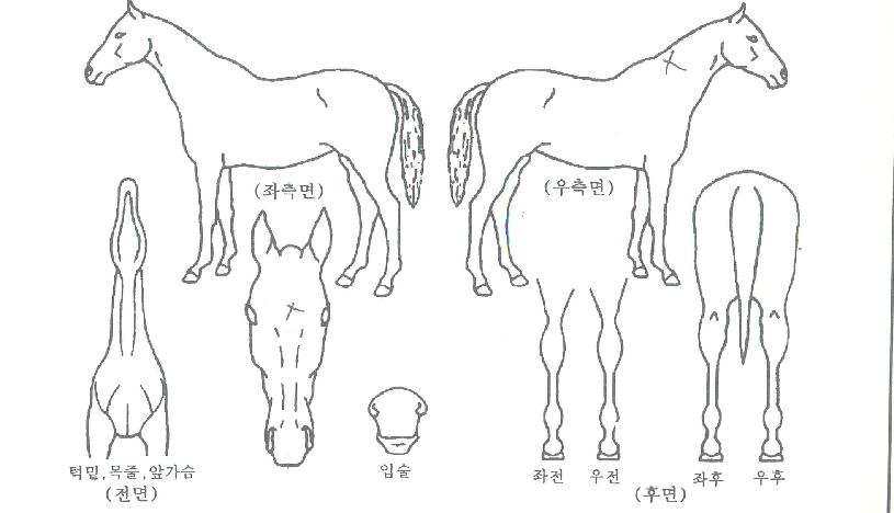 ÇØ¿î´ë¹Ù´ÙÀÇ Ãø¸é,¿ì¸é,µÞ¸é,µÎ»ó,´Ù¸®ÀÇ Æ¯Â¡µµÇØ