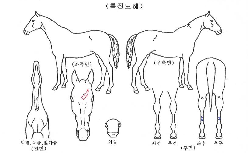 ÄýÁîÅõ¾îÀÇ Ãø¸é,¿ì¸é,µÞ¸é,µÎ»ó,´Ù¸®ÀÇ Æ¯Â¡µµÇØ