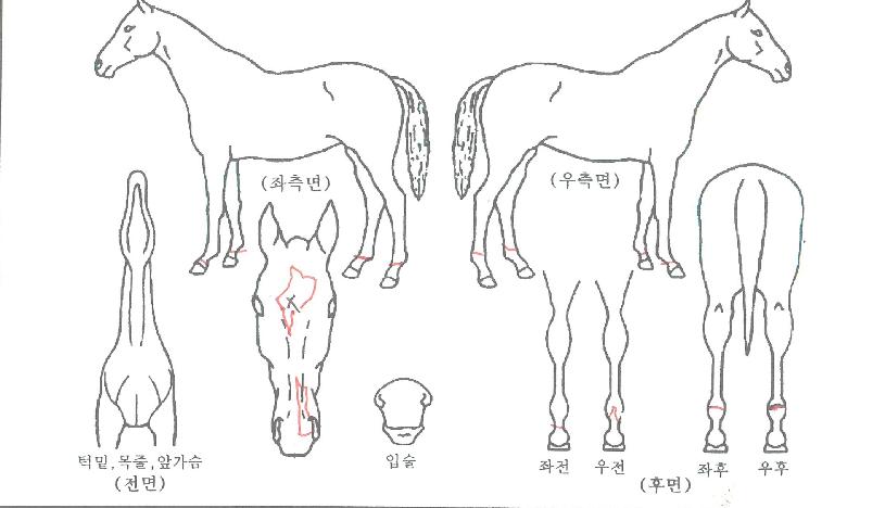 Ç»¾îÇìÀÏ·ÎÀÇ Ãø¸é,¿ì¸é,µÞ¸é,µÎ»ó,´Ù¸®ÀÇ Æ¯Â¡µµÇØ