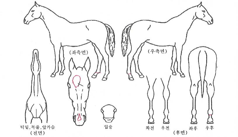 ¹öµå¹ÂÁ÷ÀÇ Ãø¸é,¿ì¸é,µÞ¸é,µÎ»ó,´Ù¸®ÀÇ Æ¯Â¡µµÇØ