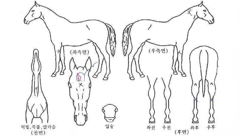 ´í½ÌÀ§µåÀ¯ÀÇ Ãø¸é,¿ì¸é,µÞ¸é,µÎ»ó,´Ù¸®ÀÇ Æ¯Â¡µµÇØ