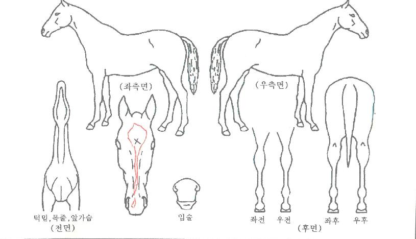 ij·¯ºñ¾ðµ¥ÀÌÀÇ Ãø¸é,¿ì¸é,µÞ¸é,µÎ»ó,´Ù¸®ÀÇ Æ¯Â¡µµÇØ