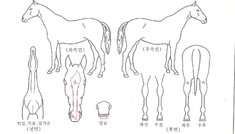 À©µåÅ©·Î½ºÀÇ Ãø¸é,¿ì¸é,µÞ¸é,µÎ»ó,´Ù¸®ÀÇ Æ¯Â¡µµÇØ