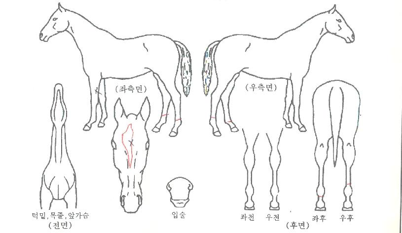 Å·Á¸ÀÇ Ãø¸é,¿ì¸é,µÞ¸é,µÎ»ó,´Ù¸®ÀÇ Æ¯Â¡µµÇØ