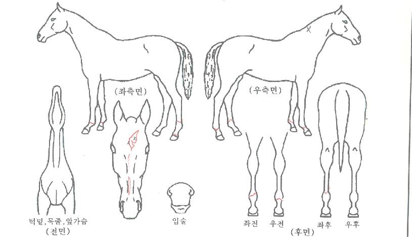 ÇØÇÇÅ©¶ó¿îÀÇ Ãø¸é,¿ì¸é,µÞ¸é,µÎ»ó,´Ù¸®ÀÇ Æ¯Â¡µµÇØ