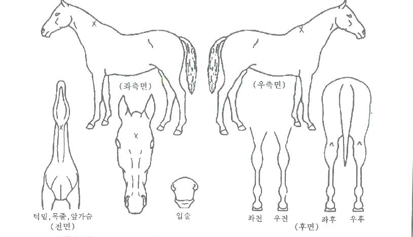 ¸¶¸®¾Æ½º¿¥¹öÀÇ Ãø¸é,¿ì¸é,µÞ¸é,µÎ»ó,´Ù¸®ÀÇ Æ¯Â¡µµÇØ