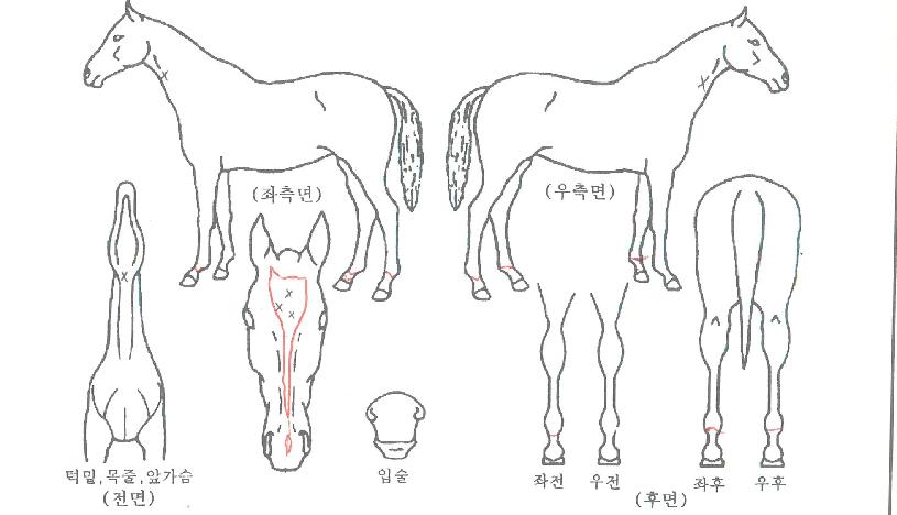 ¿£µé¸®½º·¯´×ÀÇ Ãø¸é,¿ì¸é,µÞ¸é,µÎ»ó,´Ù¸®ÀÇ Æ¯Â¡µµÇØ