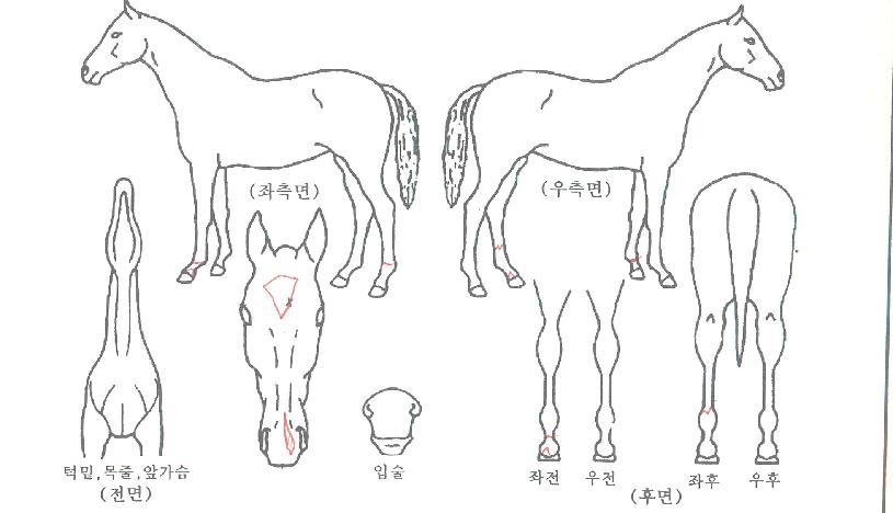 ±Û·Î¹ú¿©¿ÕÀÇ Ãø¸é,¿ì¸é,µÞ¸é,µÎ»ó,´Ù¸®ÀÇ Æ¯Â¡µµÇØ