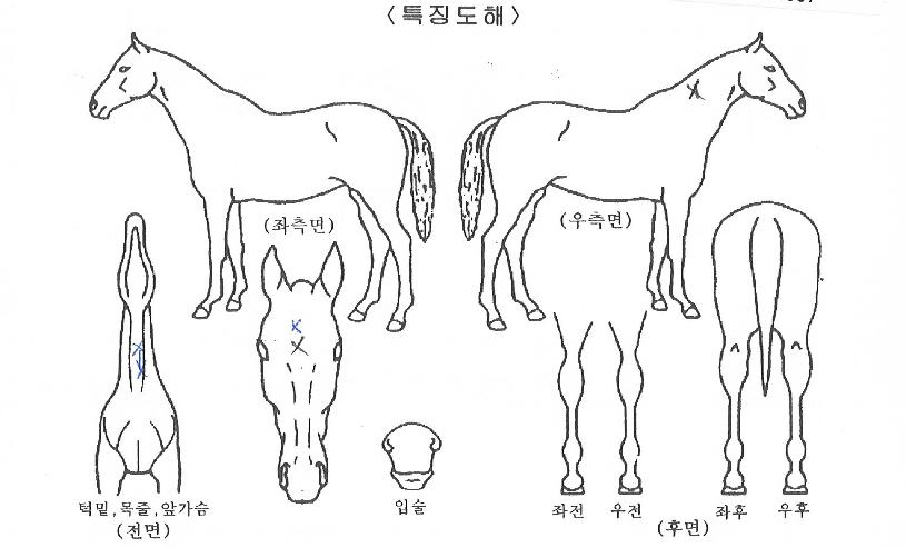 ÃÖ°µ¹ÁøÀÇ Ãø¸é,¿ì¸é,µÞ¸é,µÎ»ó,´Ù¸®ÀÇ Æ¯Â¡µµÇØ