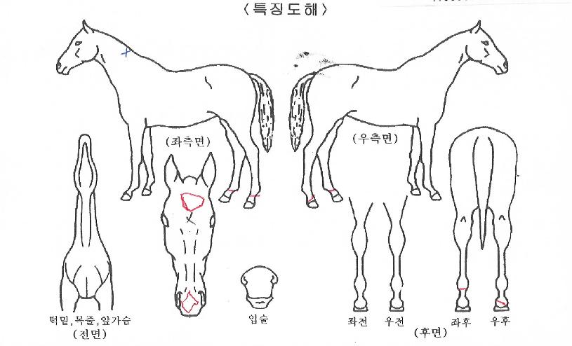 ÇÁ¸°¼¼½ºµ¥ÀÌÀÇ Ãø¸é,¿ì¸é,µÞ¸é,µÎ»ó,´Ù¸®ÀÇ Æ¯Â¡µµÇØ