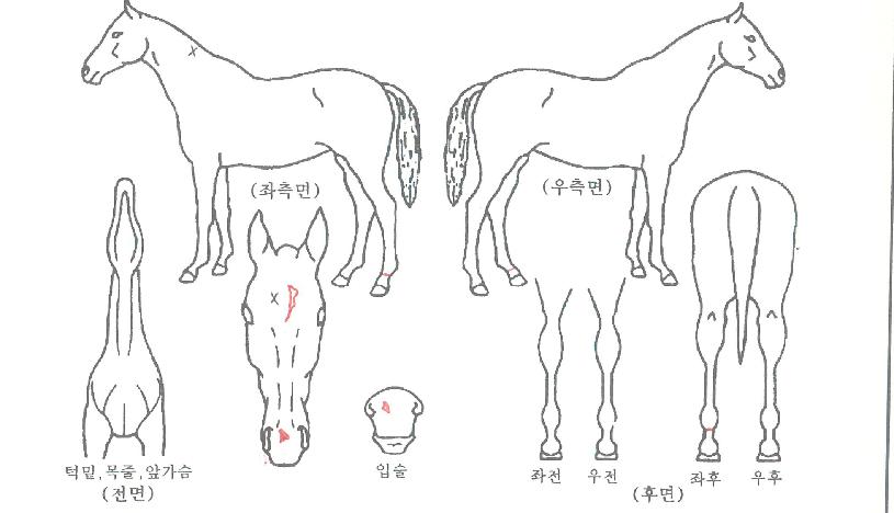 ¾ÆÀÌÁî¾î±Û·Î¿ìÀÚ¸¶ÀÇ Ãø¸é,¿ì¸é,µÞ¸é,µÎ»ó,´Ù¸®ÀÇ Æ¯Â¡µµÇØ