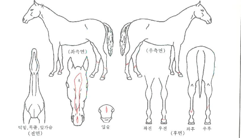 ºê¶÷½ºÅé¼ÐÇÁÀÚ¸¶ÀÇ Ãø¸é,¿ì¸é,µÞ¸é,µÎ»ó,´Ù¸®ÀÇ Æ¯Â¡µµÇØ