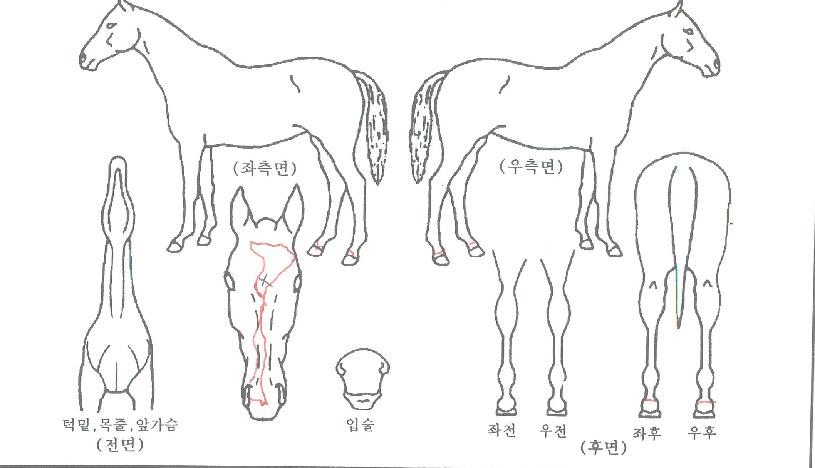 ¿ì½ÂȯÈñÀÇ Ãø¸é,¿ì¸é,µÞ¸é,µÎ»ó,´Ù¸®ÀÇ Æ¯Â¡µµÇØ