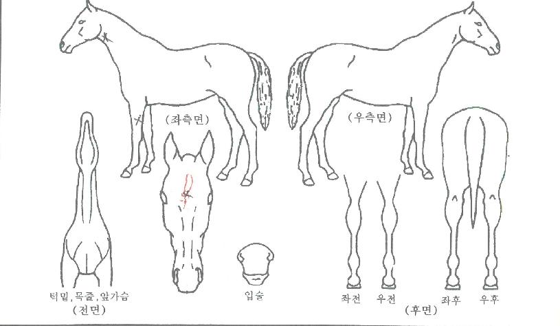 ¹Ù¶÷ÀÇÈûÀÚ¸¶ÀÇ Ãø¸é,¿ì¸é,µÞ¸é,µÎ»ó,´Ù¸®ÀÇ Æ¯Â¡µµÇØ