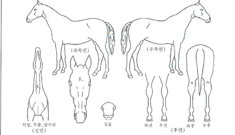 ºñ¹Ùºê¶óº¸ÀÇ Ãø¸é,¿ì¸é,µÞ¸é,µÎ»ó,´Ù¸®ÀÇ Æ¯Â¡µµÇØ