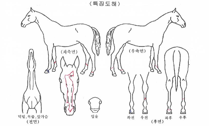 ½º¸¶Æ®ÇÎÅ©ÀÇ Ãø¸é,¿ì¸é,µÞ¸é,µÎ»ó,´Ù¸®ÀÇ Æ¯Â¡µµÇØ