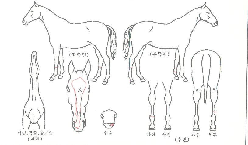 ¿ø´õÇ®º¸ºêĹÀÇ Ãø¸é,¿ì¸é,µÞ¸é,µÎ»ó,´Ù¸®ÀÇ Æ¯Â¡µµÇØ