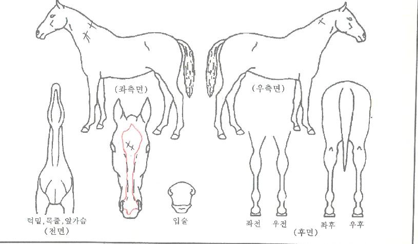 õÀºÀÚ¸¶ÀÇ Ãø¸é,¿ì¸é,µÞ¸é,µÎ»ó,´Ù¸®ÀÇ Æ¯Â¡µµÇØ