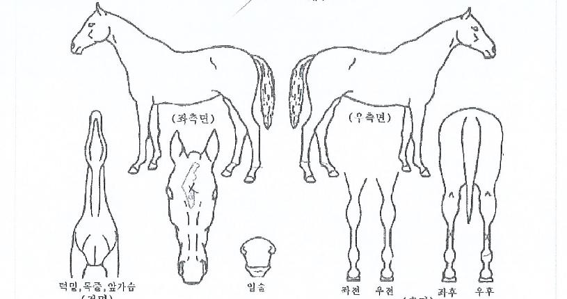ÇöóÀ×Ç®¹®ÀÇ Ãø¸é,¿ì¸é,µÞ¸é,µÎ»ó,´Ù¸®ÀÇ Æ¯Â¡µµÇØ