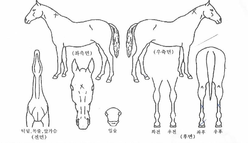 º¸¸®º¸¸®ÀÇ Ãø¸é,¿ì¸é,µÞ¸é,µÎ»ó,´Ù¸®ÀÇ Æ¯Â¡µµÇØ