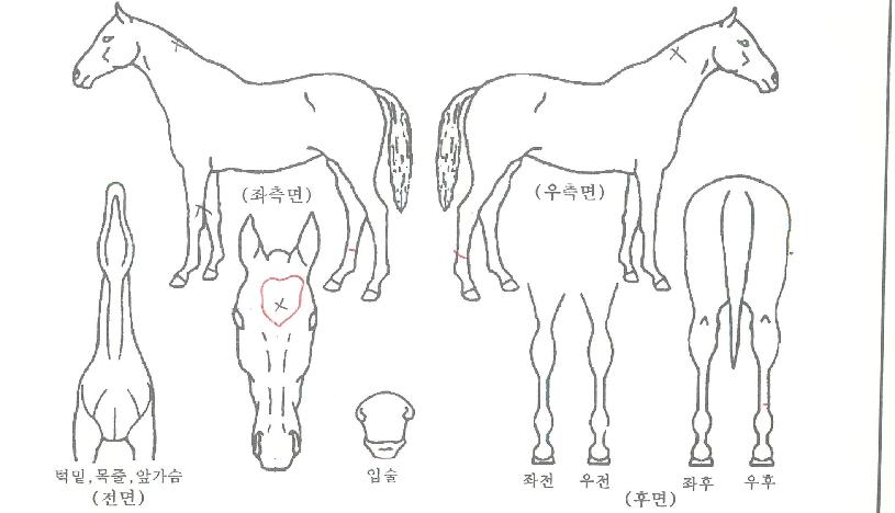 ¿¡ÀÌÇÇ¿¤·¹°½ºÀÚ¸¶ÀÇ Ãø¸é,¿ì¸é,µÞ¸é,µÎ»ó,´Ù¸®ÀÇ Æ¯Â¡µµÇØ