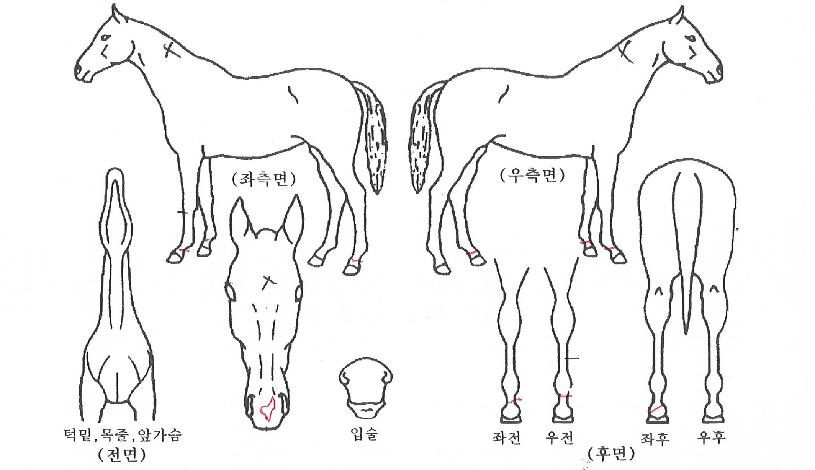 ·°Å°¾îÇÊÀÇ Ãø¸é,¿ì¸é,µÞ¸é,µÎ»ó,´Ù¸®ÀÇ Æ¯Â¡µµÇØ