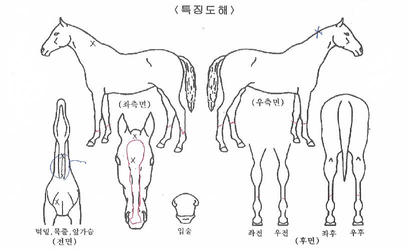 ±×·¹ÀÌÆ®ÆÝÀÇ Ãø¸é,¿ì¸é,µÞ¸é,µÎ»ó,´Ù¸®ÀÇ Æ¯Â¡µµÇØ