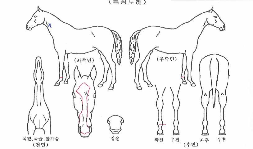 ½Ç¹öÇÜÆ°ÀÇ Ãø¸é,¿ì¸é,µÞ¸é,µÎ»ó,´Ù¸®ÀÇ Æ¯Â¡µµÇØ