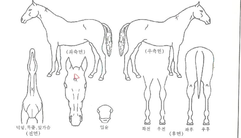 ÀÚÀ̾ðƮĮÀÇ Ãø¸é,¿ì¸é,µÞ¸é,µÎ»ó,´Ù¸®ÀÇ Æ¯Â¡µµÇØ