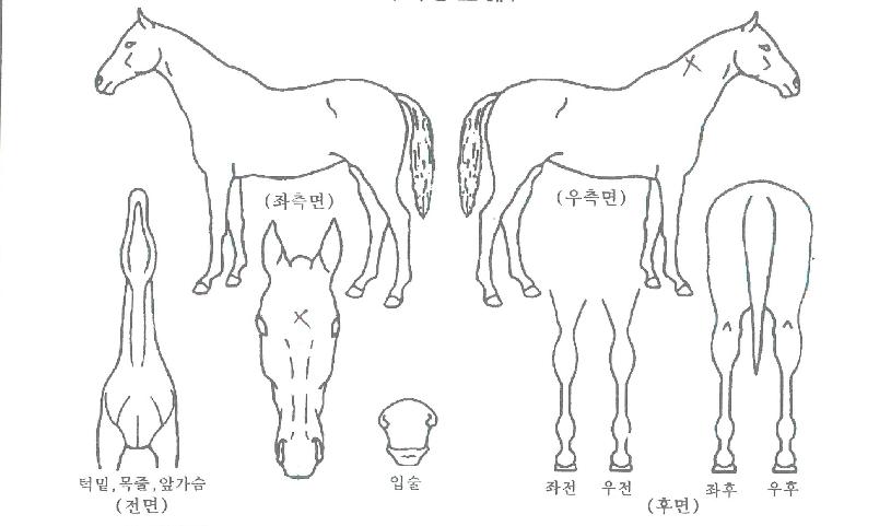 ¹Ùº§¶óÀ϶ôÀÇ Ãø¸é,¿ì¸é,µÞ¸é,µÎ»ó,´Ù¸®ÀÇ Æ¯Â¡µµÇØ