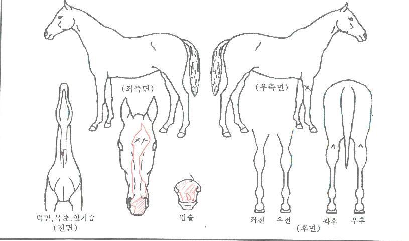 ±×·¹ÀÌ¿£Á©ÀÇ Ãø¸é,¿ì¸é,µÞ¸é,µÎ»ó,´Ù¸®ÀÇ Æ¯Â¡µµÇØ