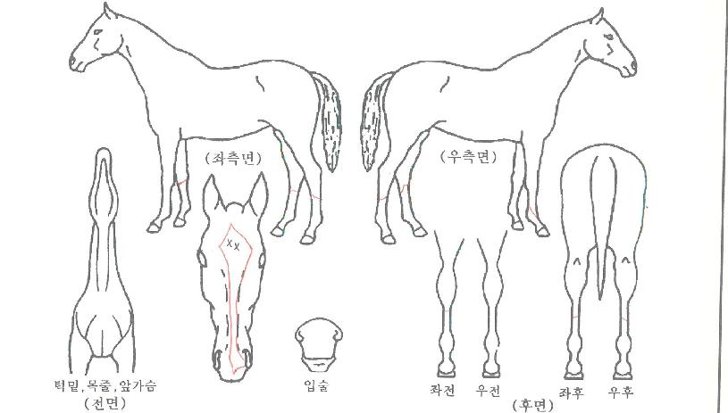 ¹ÙÀ×ºí·¹À̵åÀÇ Ãø¸é,¿ì¸é,µÞ¸é,µÎ»ó,´Ù¸®ÀÇ Æ¯Â¡µµÇØ