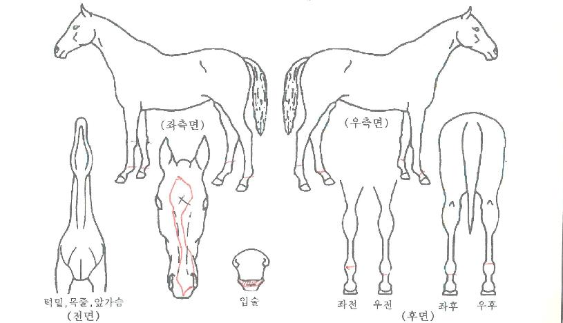 Å©¶ó¿îÅ·½ºÅ¸ÀÇ Ãø¸é,¿ì¸é,µÞ¸é,µÎ»ó,´Ù¸®ÀÇ Æ¯Â¡µµÇØ