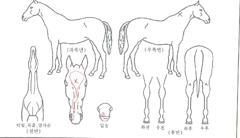 À©µåÇÏǬÀÇ Ãø¸é,¿ì¸é,µÞ¸é,µÎ»ó,´Ù¸®ÀÇ Æ¯Â¡µµÇØ