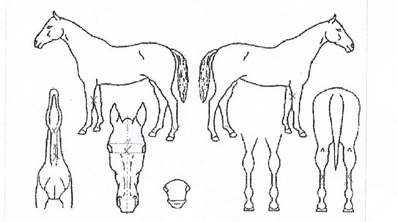 Äð°ÔÀÌÆ®ÀÇ Ãø¸é,¿ì¸é,µÞ¸é,µÎ»ó,´Ù¸®ÀÇ Æ¯Â¡µµÇØ