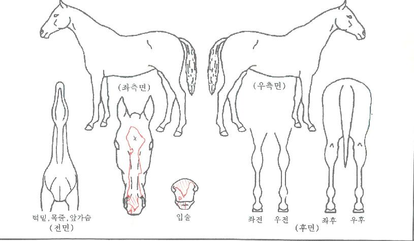 ƼÁî¸ð¾îÀÇ Ãø¸é,¿ì¸é,µÞ¸é,µÎ»ó,´Ù¸®ÀÇ Æ¯Â¡µµÇØ