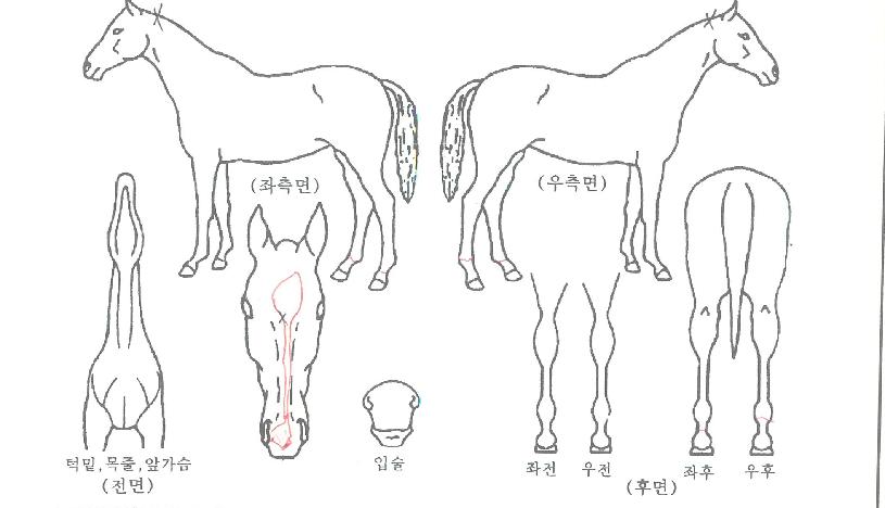 ÆÊÆÄ½ºÆÊÀÚ¸¶ÀÇ Ãø¸é,¿ì¸é,µÞ¸é,µÎ»ó,´Ù¸®ÀÇ Æ¯Â¡µµÇØ