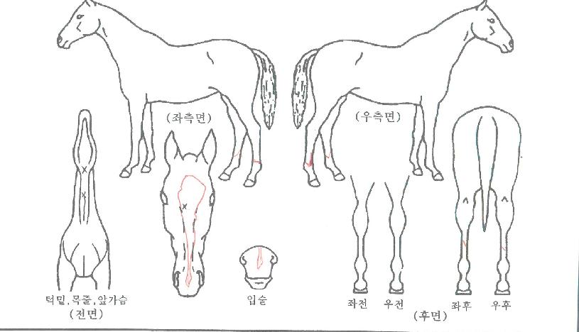 ¾Ö´ÏÄ«°ÉÀÇ Ãø¸é,¿ì¸é,µÞ¸é,µÎ»ó,´Ù¸®ÀÇ Æ¯Â¡µµÇØ