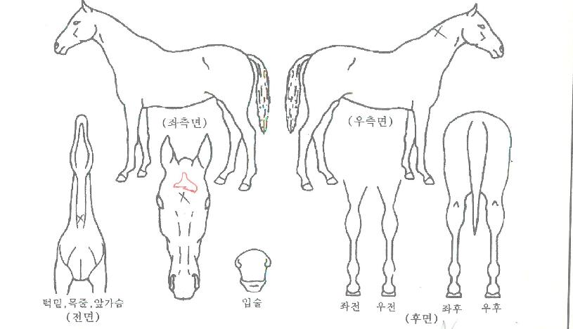 õ¸¶´ë·ÎÀÇ Ãø¸é,¿ì¸é,µÞ¸é,µÎ»ó,´Ù¸®ÀÇ Æ¯Â¡µµÇØ