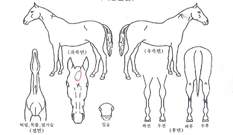 À̽ºÆ®Æ®·Î½ºÀÇ Ãø¸é,¿ì¸é,µÞ¸é,µÎ»ó,´Ù¸®ÀÇ Æ¯Â¡µµÇØ