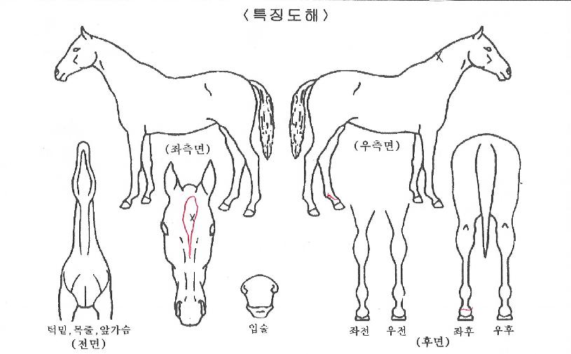 ¼Òº£¶ó´Ï¾ÆÀÇ Ãø¸é,¿ì¸é,µÞ¸é,µÎ»ó,´Ù¸®ÀÇ Æ¯Â¡µµÇØ